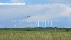 В деревне Белавино сгорели растения в огородах —  жители винят дроны местной агрофермы