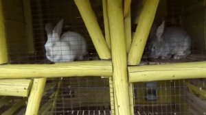 Мистер Макс • Mister Max - Кормим домашних животных на ранчо