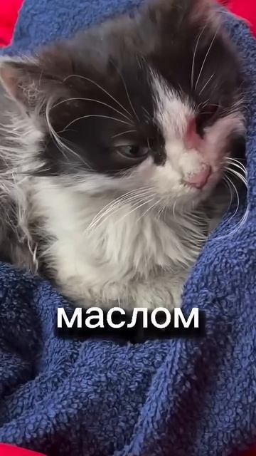 #Такси #юмор #коты смотреть онлайн