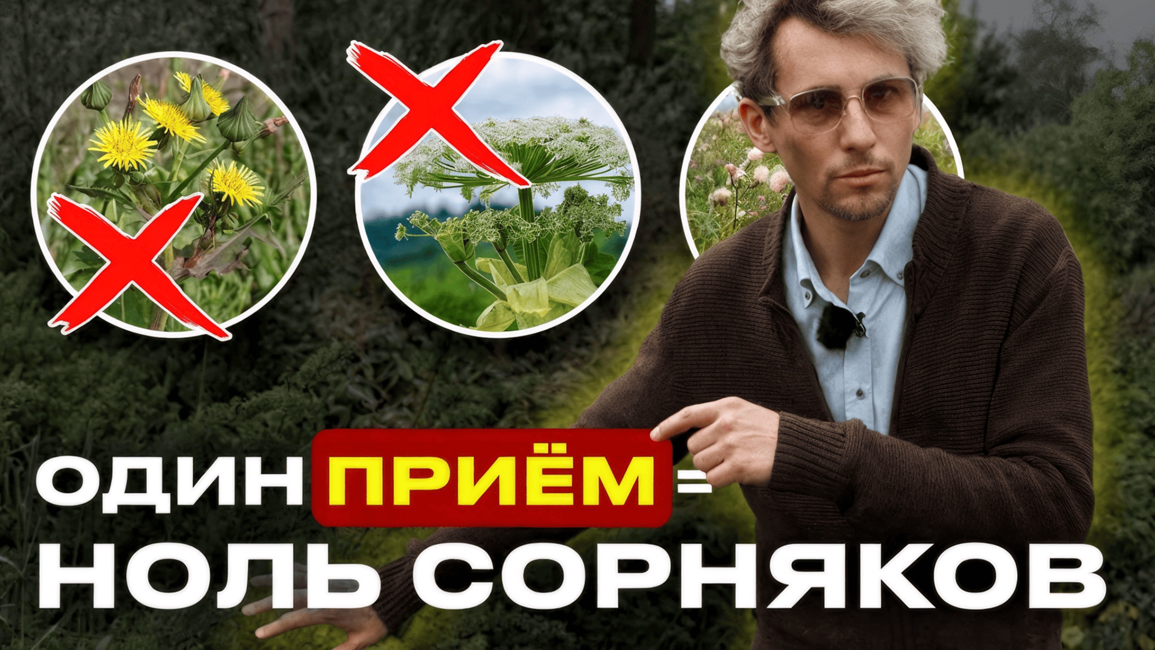 Участок без сорняков: эти ВЕЧНОЗЕЛЕНЫЕ растения решают всё!