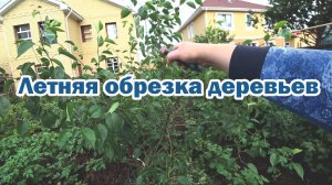 Летняя обрезка садовых деревьев