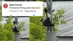 Ворона застряла в фонарном столбе, Новокосино