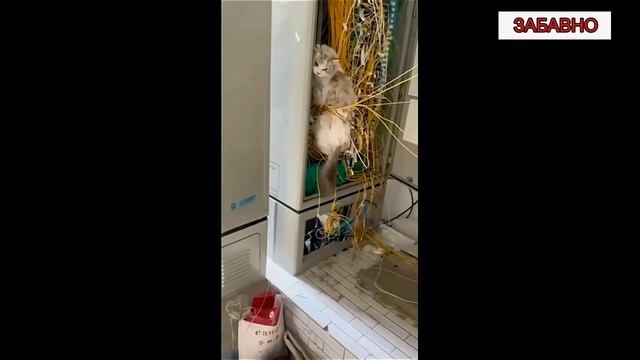 Смешные коты! Приколы с котами! С озвучкой!