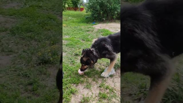 Доброго дня друзья 🥰 Мы идём прогуляться 🥰 Не забываем Малышу купить вкусняшку