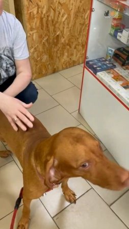 Гости зоомагазина - Общительный щенок-подросток десяти месяцев