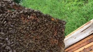 СМОТРЮ СЕМЬЮ С МАТКОЙ 2