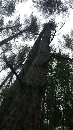 сосна и ⚡