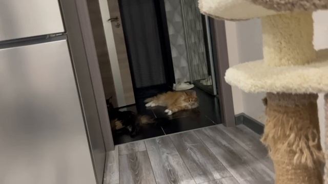 TaisonIDafna прячутся от солнца в коридоре