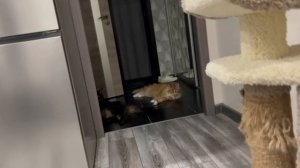 TaisonIDafna прячутся от солнца в коридоре
