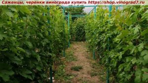 22.06 -3-я обработка виноградника после цветения,  календарь работ  https://t.me/+XfMQTIGFueU3NWZi