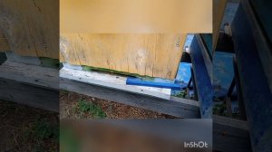 Вернулись домой. Отводки УС, злобливость УС. Матки СГК.