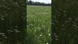 РОМАШКОВОЕ ПОЛЕ