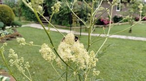 Василистник Флавум (Thalíctrum flávum) в нашем саду 2025