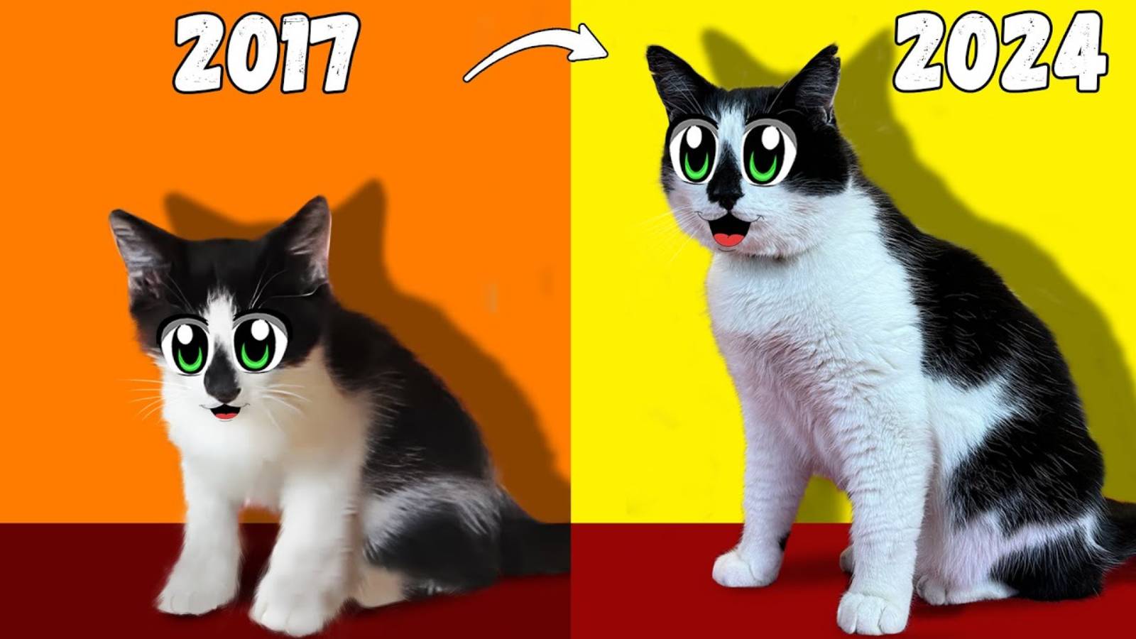 МАЛЕНЬКИЙ КОТЁНОК МАЛЫШ и КОШЕЧКА МУРКА! ПЕРВЫЕ РОЛИКИ А ну-ка Давай-ка ! РЕАКЦИЯ НА ВИДЕО