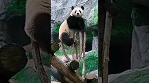 🐼 Панда Катюша очень недовольна тем фактом, что кустик вырос выше неё.