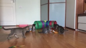 Эта бодрая ватага еще недавно умирала в подвале, а сейчас смотрите что
#мимими #котята #всемкота