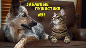 Я РЖАЛ ДО СЛЕЗ 😹 СМЕШНЫЕ КОШКИ И СОБАКИ  СМЕШНЫЕ ЖИВОТНЫЕ 2025 😹 ЛУЧШИЕ ПРИКОЛЫ #51