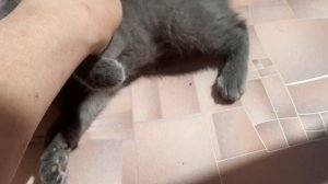 Бегаю за мухой, греюсь на солнышке, а у вас как погода)