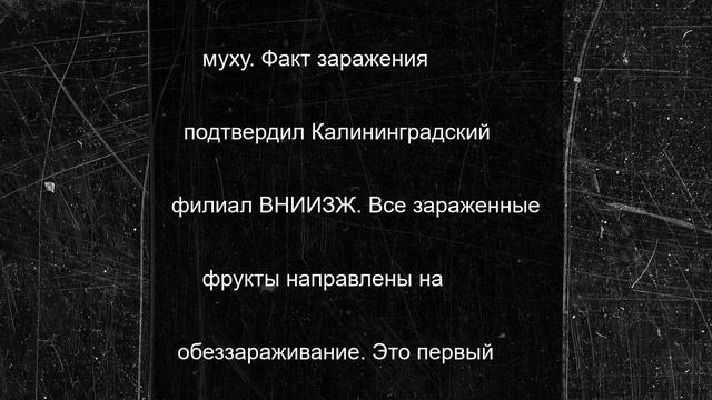 В регион не пустили тонны зараженных фруктов