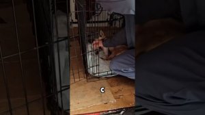 Страшный перелом! Водитель скрылся, оставив умирать на обочине... | Магнита