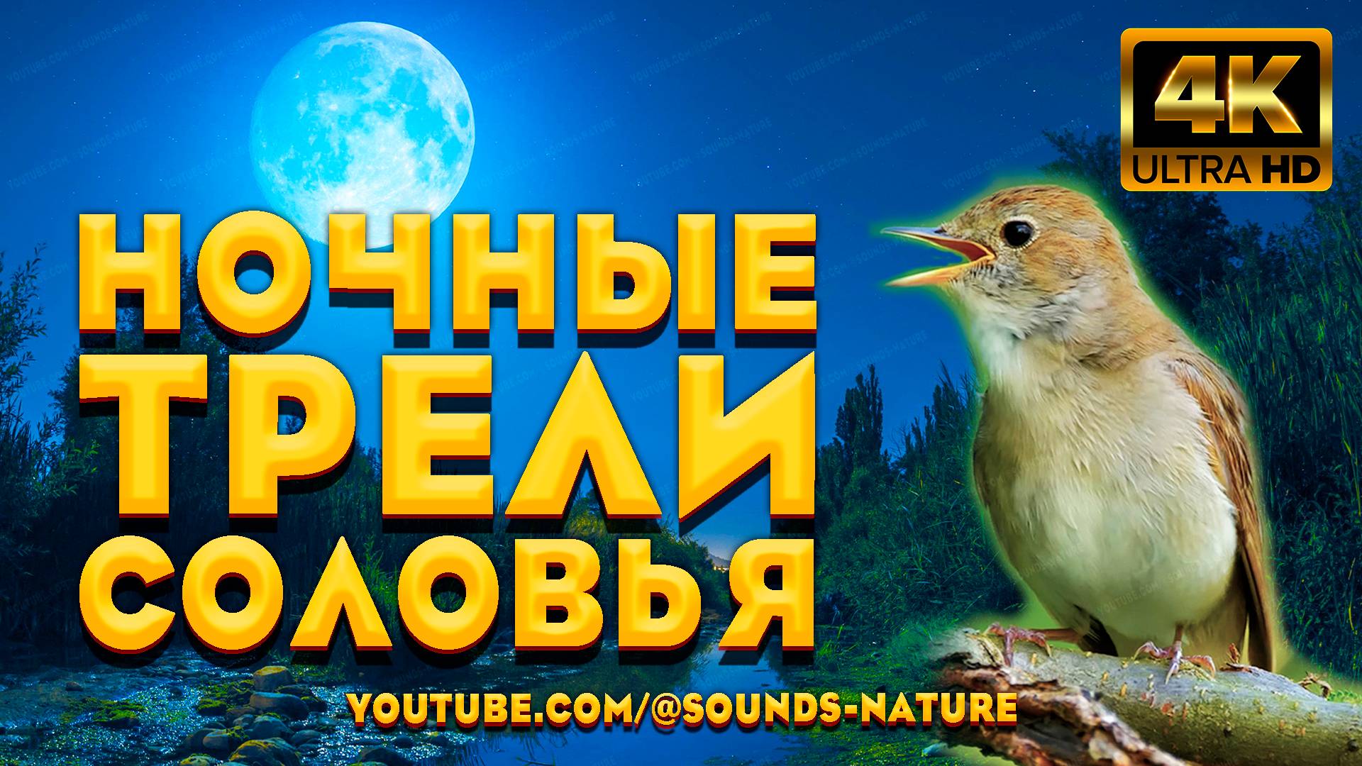 Ночные Трели Соловья, Целителя От Бога Подарят Вам - Здоровье, Радость И Отличное Настроение.