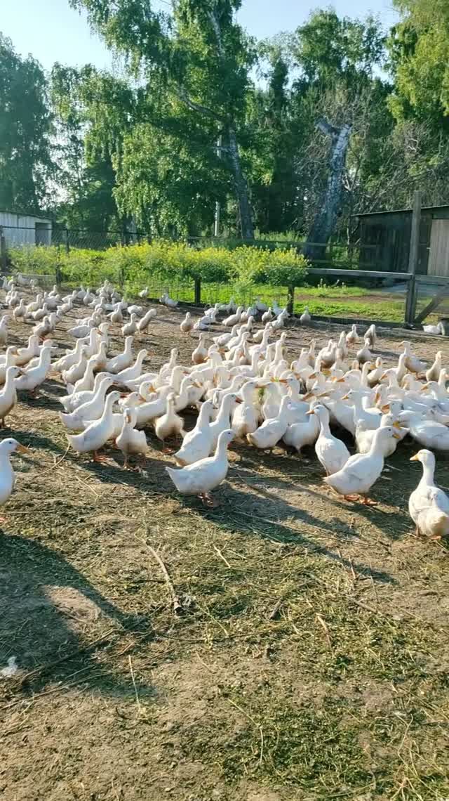 Операция одуванчик! Утки в восторге! 😍🦆
#МоеПодворье #деревнярулит #Россия #утки
