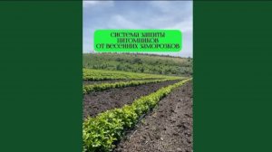 Система защиты питомников от заморозков #сады #питомниксаженцев #защитаотзаморозков