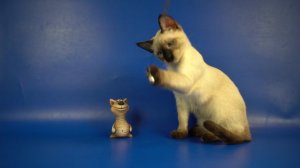 Тайский котик Han Gamlet, 3 месяца, сил-пойнт