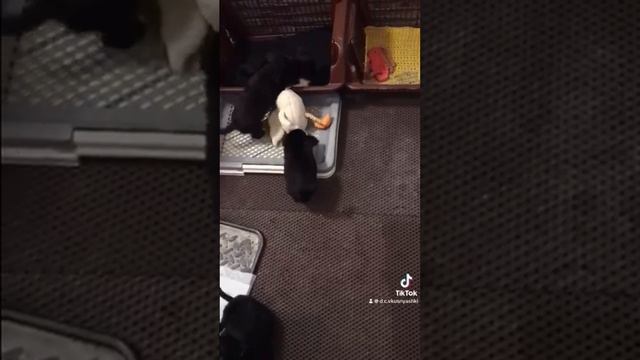 Длинношерстные чихуахуа в поисках дома.
