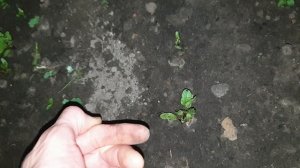 Работаем дождиком:)