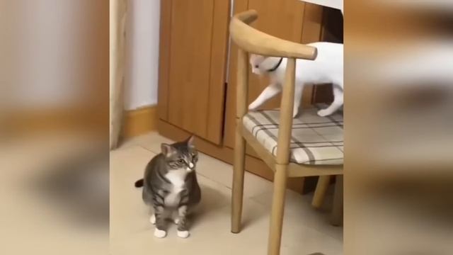 Самые смешные приколы с животными ч.3