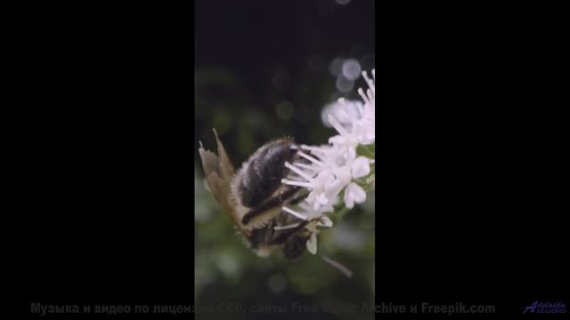 Закат, море и мелодия, от которой тает сердце! - Primavera en la Guerra del Sonido -- Silva de Alegr