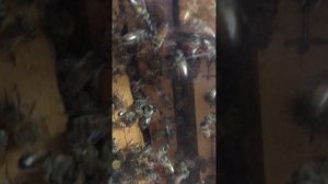 ПЧЕЛЫ РОЯТСЯ ПОДАВЛЕНИЕ БУНТА