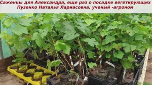 👍Отправляю саженцы запрошенные в группе моего телеграмм канала Александру Ссылка на  телеграмм ниже