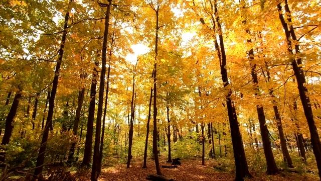 Beautiful autumn landscapes and leaves fall compilation  Ambient music  Relax video