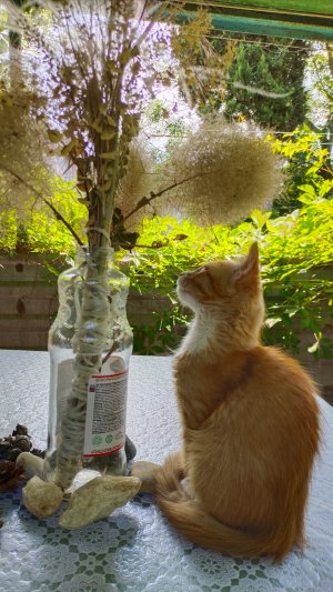 Рыжий котенок встретился с ёжиком