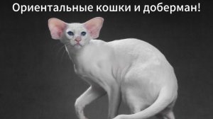 Ориентальные котята Помет I