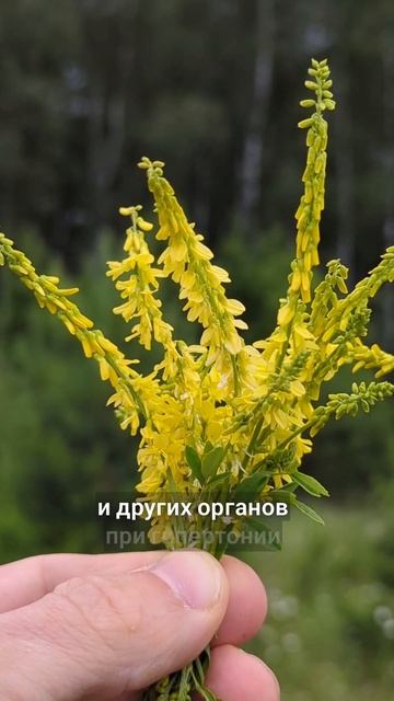 разжижатель крови N1