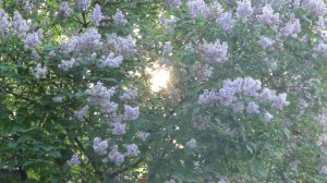 Красота природы згородных земель🍃