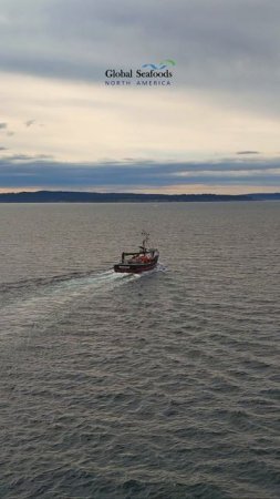 🚢 Лососевый тендер F/V Northwind уходит на север!
Съёмка с дрона DJI Mini 4 📹