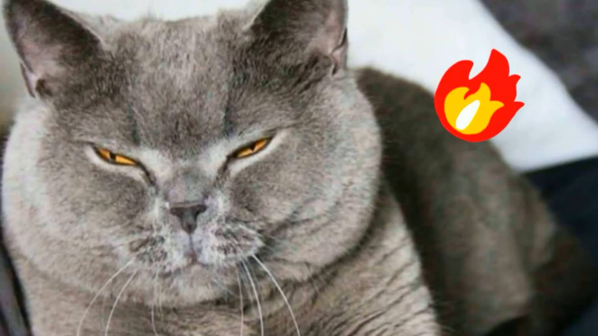 😹СМЕШНО ДО СЛЁЗ ▶ Смешные видео с кошками и котятами🔥