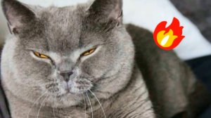 😹СМЕШНО ДО СЛЁЗ ▶ Смешные видео с кошками и котятами🔥
