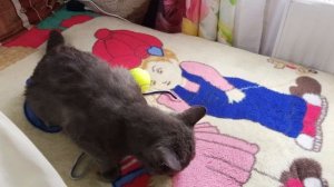 видео с котом дымком