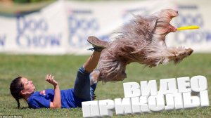 ОТБОРНЫЕ ПРИКОЛЫ \ САМЫЕ СМЕШНЫЕ ПРИКОЛЫ 2025года \ ОЧЕНЬ СМЕШНЫЕ ВИДЕОПРИКОЛЫ