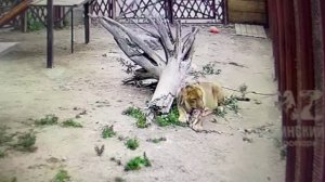 Возня с костью. 24.06.2025