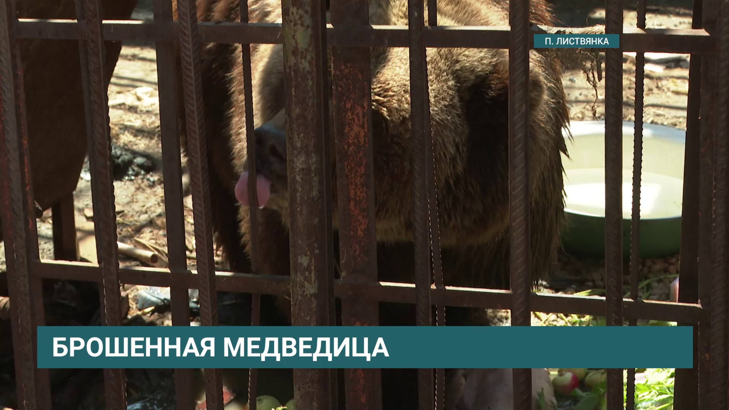 Бросили на произвол судьбы. Медведицу Машу оставили на брошенном участке