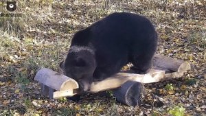 Я так рад теперь у меня есть качели