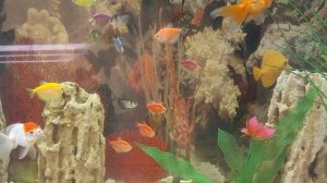 Аквариумные рыбки