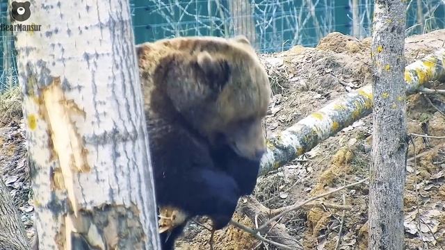 Жестокое нападение медведя на...дерево