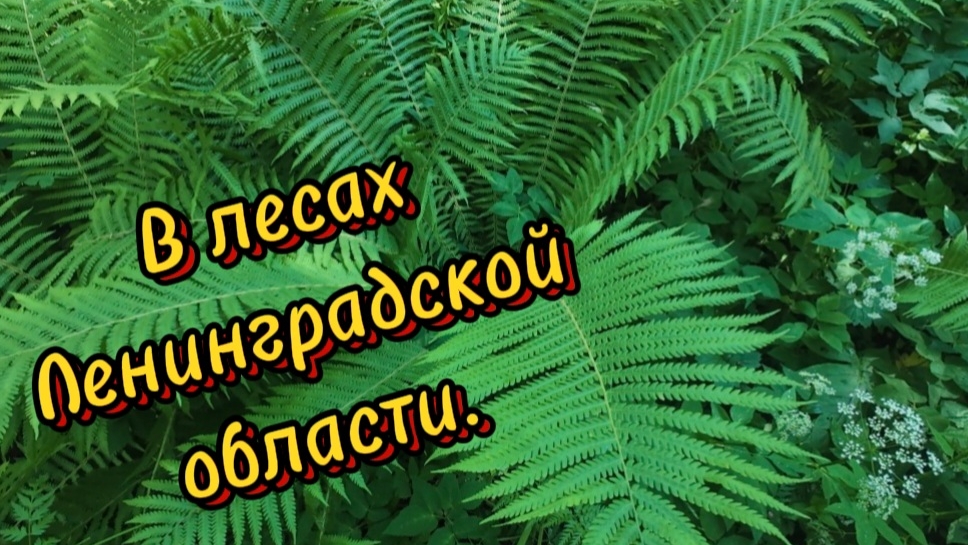 В лесах Ленинградской области .